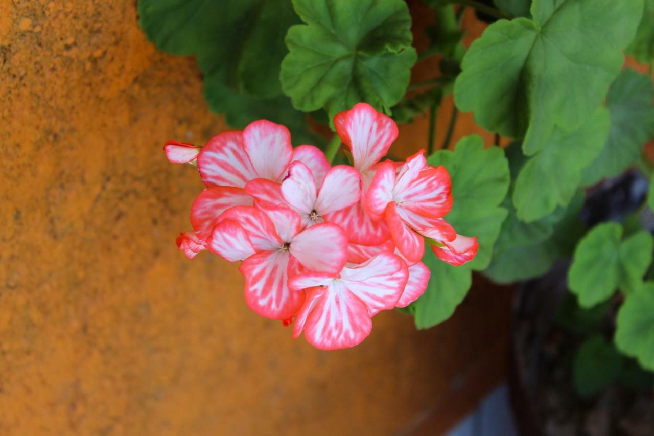 La Quinta Bed & Breakfast